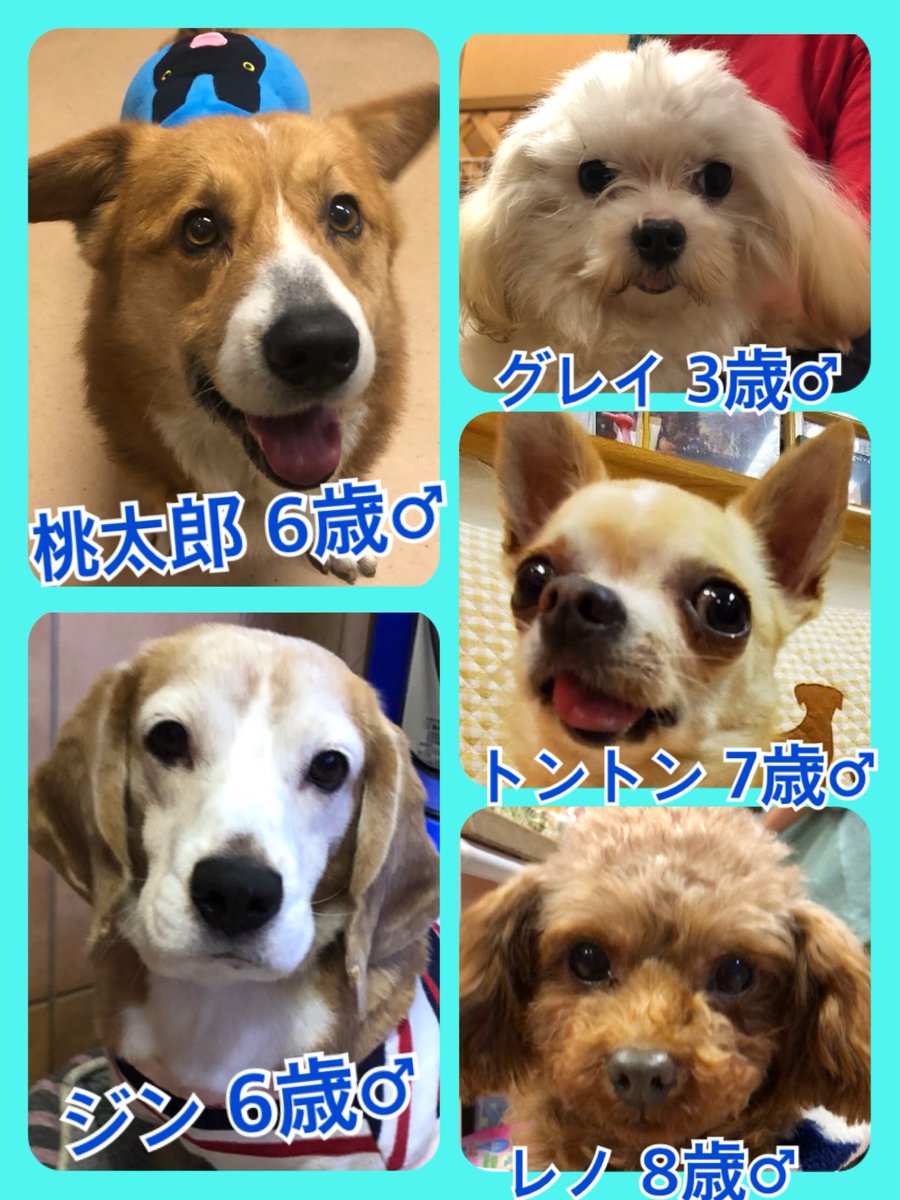 🐾今日の里親様募集中ワンコ🐶メンバーです🐾2020,2,11